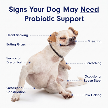 PetLab Co. Probiotic Chews for Dogs, Salmon Flavor, 2-Pack, Gut & Skin Support